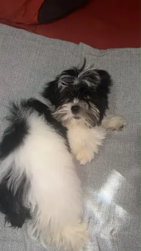 Vendo filhote macho raça Shithzu