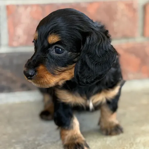 Teckel Pelo longo: Preto e canela Macho