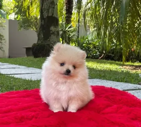 Vendo filhote de Spitz Alemão