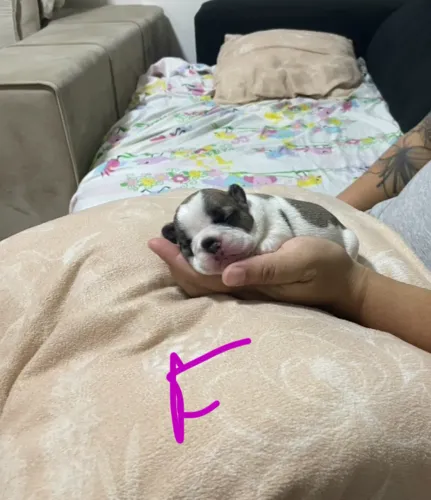 Filhotinhos de buldogue francês