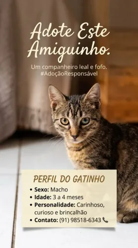 Gatinho para adoção