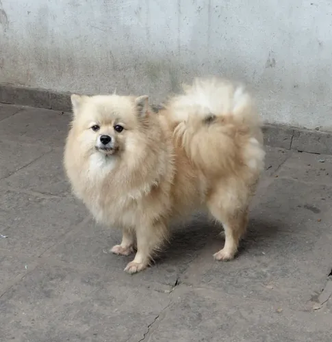 Spitz Alemão Femea Creme 2 anos adulta