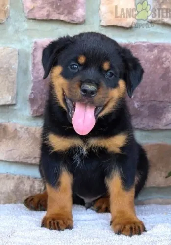 Rottweiler - O Parceiro Ideal Para Quem Ama Momentos Ao Ar Livre