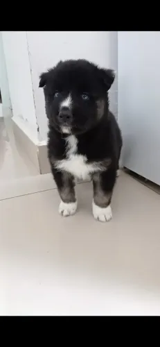 Filhotes de Husky Siberiano