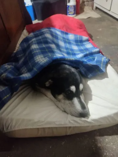 Baba pet