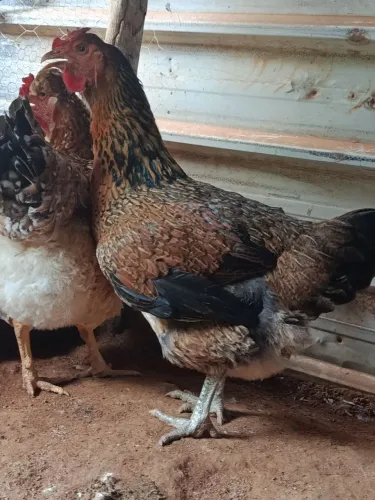 Galinha GSB Sertanejo Balão
