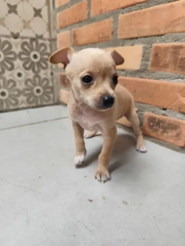 Pinscher Macho