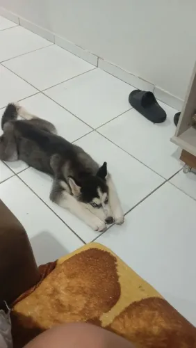 Husky siberiano 