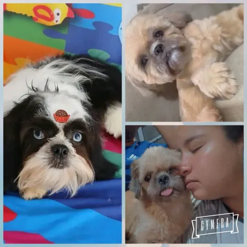 Vendo shitzu