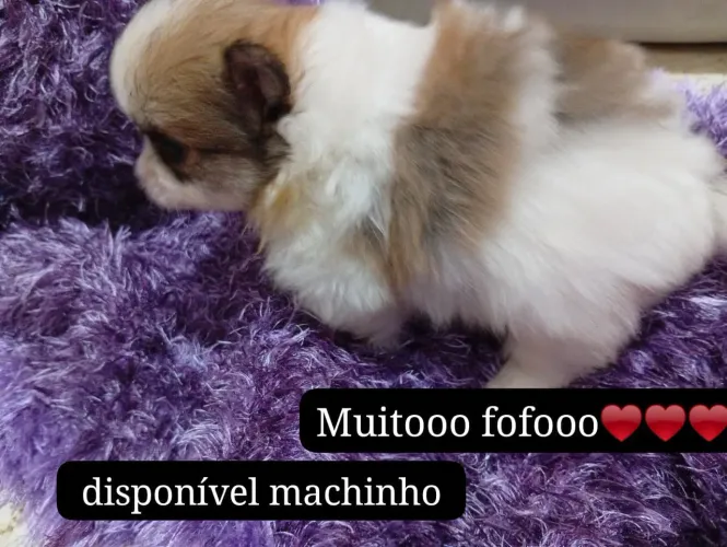 Lindo macho filhote de Sptiz alemão/lulu da pomeranea 