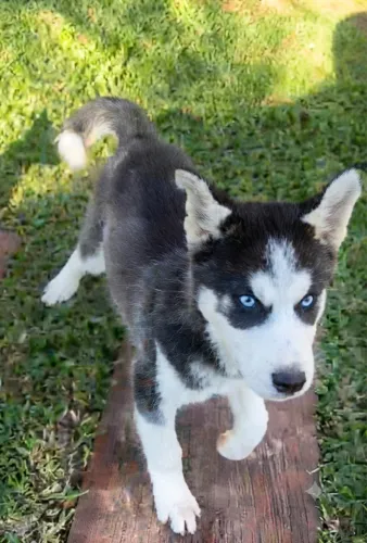 Husky siberiano