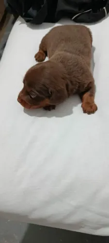 basset