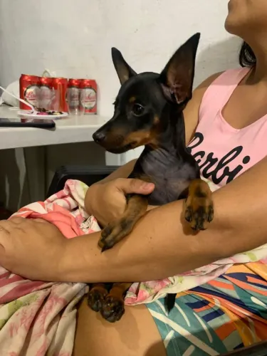 Cachorro