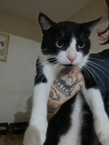 Adoção de Gato Macho de 1 ano