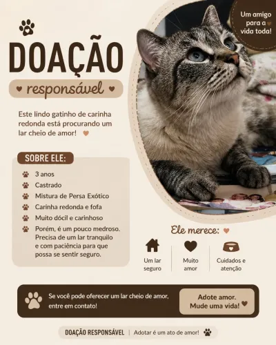 Adoção Gatinho Mistura de Persa