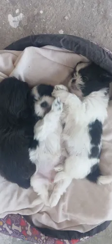 Lindos filhotes de shih tzu legitimos