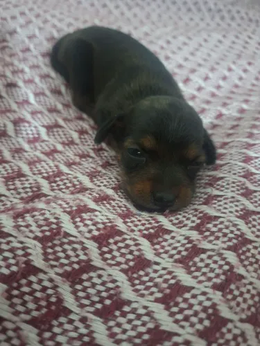 Filhotes de pinscher 
