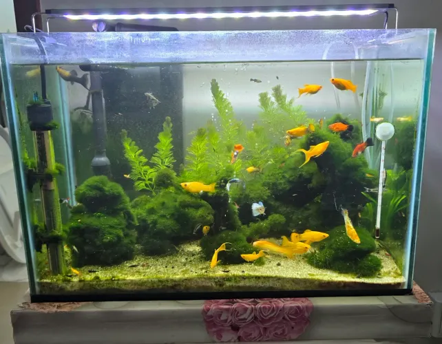 Vende aquário Completo  40 litros 50cmx30cmx25cm com acessórios e plantas naturais. 