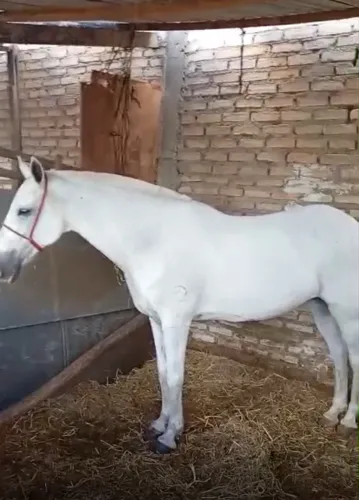 Égua mangalarga