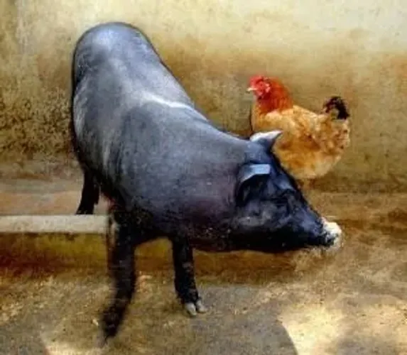 Caseiro disponível 