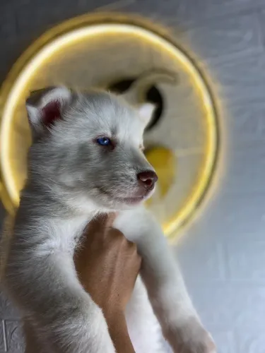 Husky siberiano