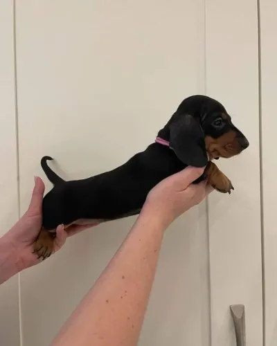 Dachshund Que Faz A Companhia Ganhar Outro Sentido