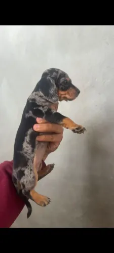 Basset Salsichinha Kaninchen Arlequim Fêmea raridade 