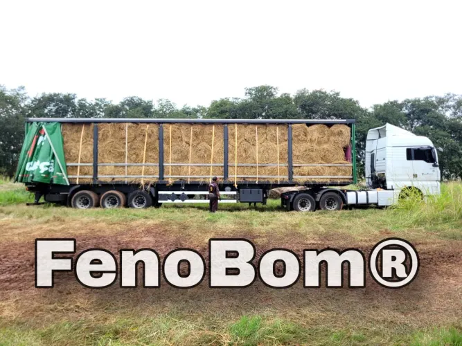 FENO DICTYONEURA Promoção 