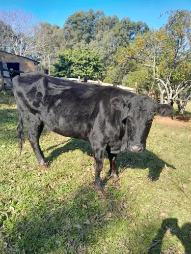 Vacas