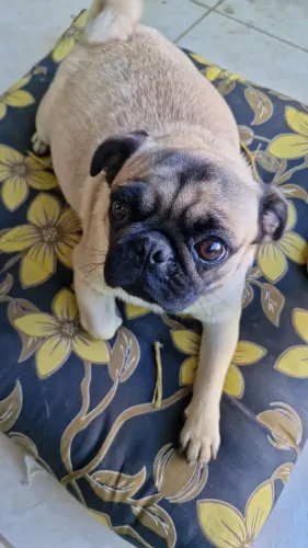 Pug
