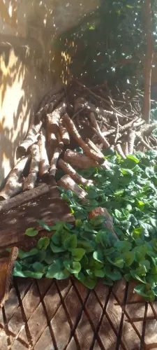 Lenha de jabuticaba