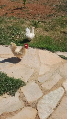 galo índio são 2 ..galo galize são 2