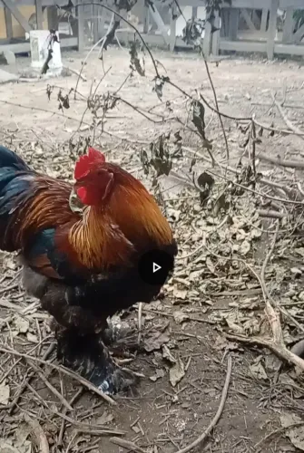 Brahma perdiz 