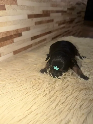 Pinscher macho disponível pra venda 