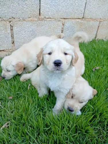 Filhote Golden Retriever, cheios de amor, carinho e muita alegria!