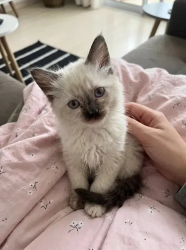 Gatinhos angora disponível 