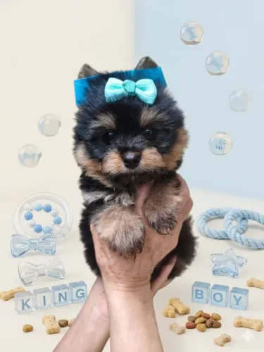 Qualquer coisa é possível com um pet do seu lado