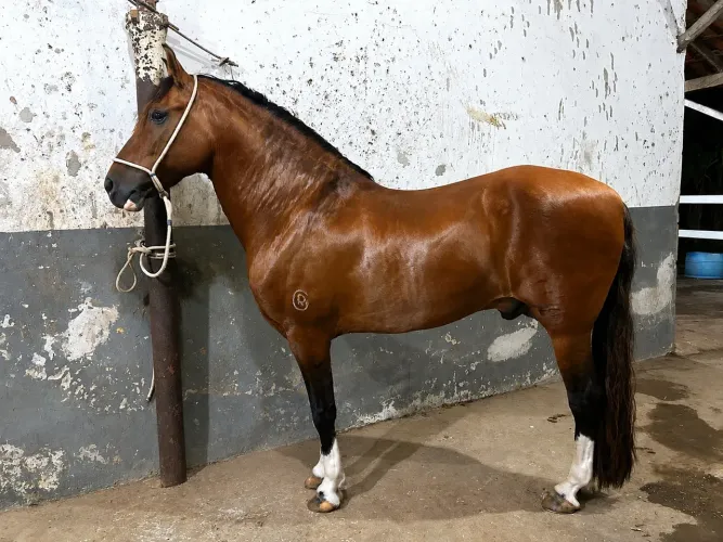 Cavalo mangalarga marchador