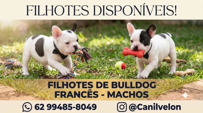 VENDO FILHOTES DE BULLDOG FRANCÊS