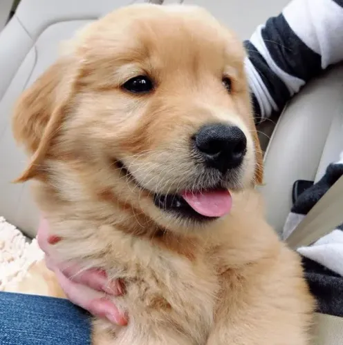 Golden Retriever Cheiro de Companhia Boa
