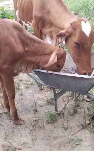 VENDO VACA LEITEIRA E BEZERRA