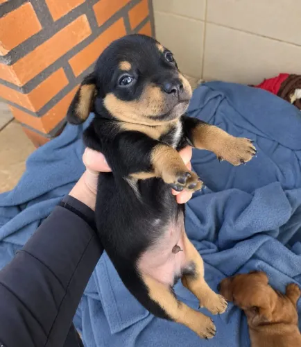 Filhote de Dachshund