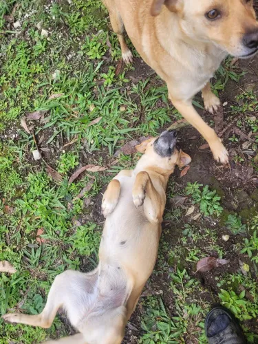 Doação dessa cadelinha ou um casal