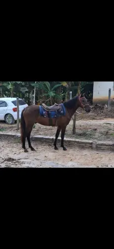 Vendo potro ja manso bom de boi
