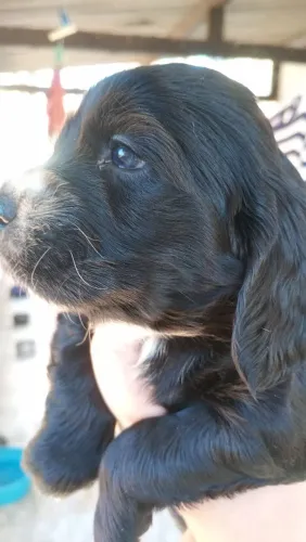 Lindos filhotes de Cocker Spaniel Ingles