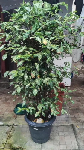 Planta