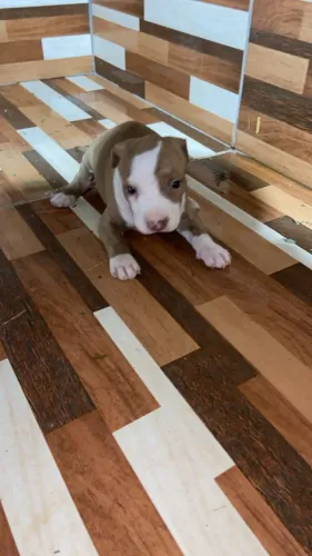 Filhote de Pitbull 