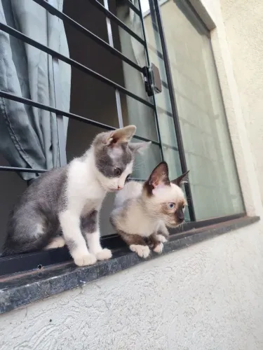 Doação de gatinhos