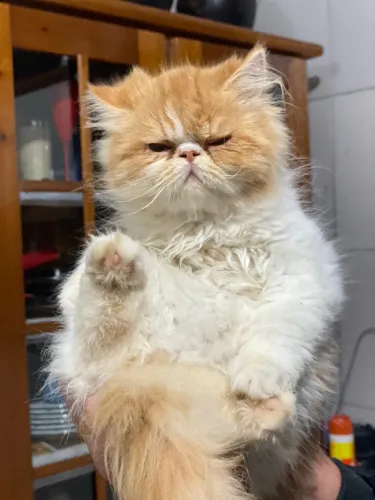 Gato persa *