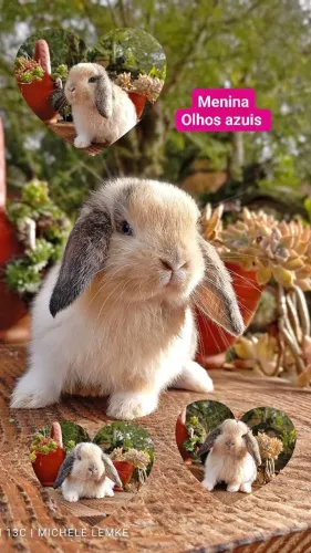 Coelhos anões e minis 